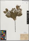 Foto von Salix myrsinifolia Salisb.